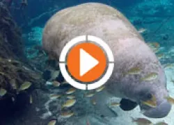 manateethumb.jpg.webp