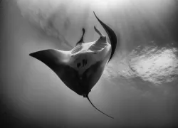 manta dance .jpg.webp