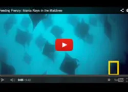manta-maldives-youtube_thumb.jpg.webp