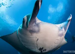 manta-ray-scuba-divers-underwater-shutterstock_.jpg.webp