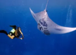 manta_.jpg.webp
