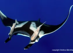 manta_thumb.jpg.webp