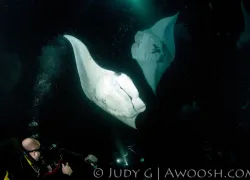 mantas.jpg.webp