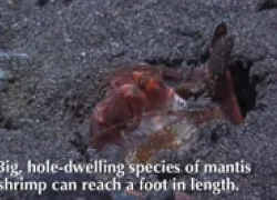 mantis-shrimp-thumb.jpg.webp