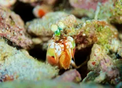 mantis_shrimp_aggressor_fleet_belize.jpg.webp