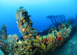 may-tripsSCD_Dive_.jpg.webp