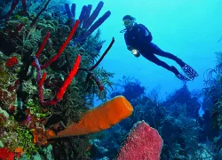 may-tripsSCD_Dive_.jpg.webp