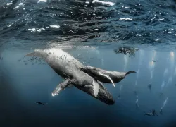 mexico_socorro_islands_humpback_rodney_bursiel_teaser_scd_.jpg.webp