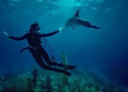 mission_blue.jpg.webp
