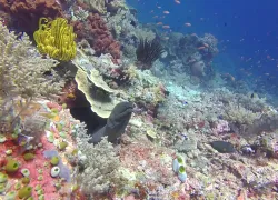moray-coral.jpg.webp