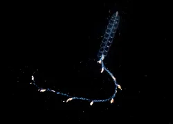 nanomia_rt.png.webp