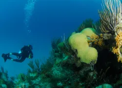 narcosis_.jpg.webp