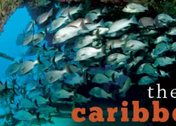 new-caribbean-banner_.jpg.webp