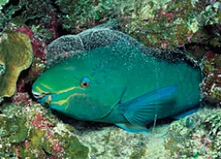 no_hassle_nightdiving_.jpg.webp