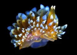 nudi--thumb_.jpg.webp