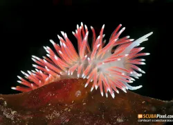 nudibranch-.jpg.webp