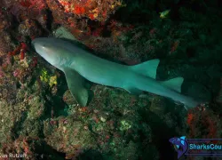 nurseshark_ivanrutzen_.jpg.webp