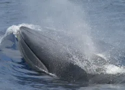 oceana_blog_brydes_whale.jpg.webp