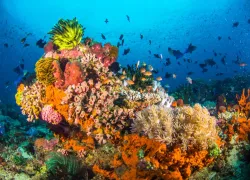 oceana_blog_fish_pee_shutterstock_.jpg.webp