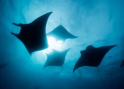 oceanic-manta-rays-credit-shutterstock-divedog.png.webp
