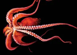 octo.jpg.webp