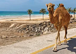 oman-.jpg.webp