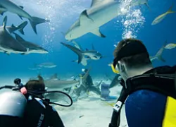 one_big_adventure_.jpg.webp