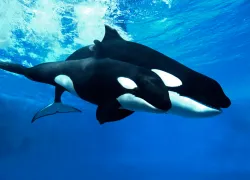 orca_moms_baby_adult_sons-teaser-image_.png.webp