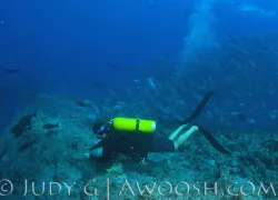 palau.current_copy.jpg.webp