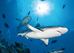papua_new_guinea_reef_shark_scd_lob_teaser.jpg.webp