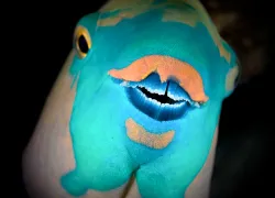 parrotfish__.jpg.webp
