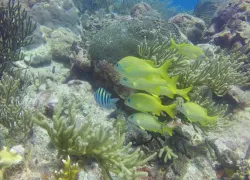 playa-del-carmen-diving.jpg.webp
