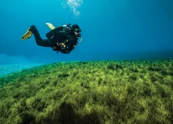 portland-diving.jpg.webp