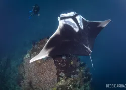raja_ampat_diving_arenui_manta__.jpg.webp