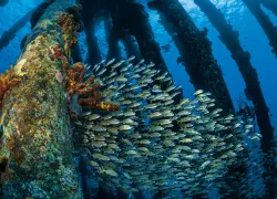 readers-choice--bonaire-scuba-diving-salt-pier-jennifer-penner.jpg.webp