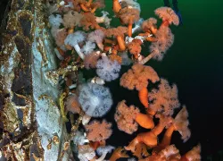 readers-choice--scuba-diving-british-columbia-brandon-cole-teaser.jpg.webp