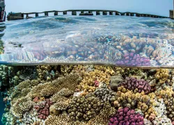 red-sea-.jpg.webp