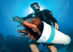 reef lionfish derby