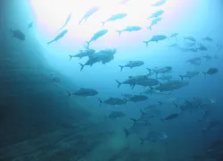 richard-fish.jpg.webp