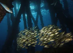 salt_pier.jpg.webp