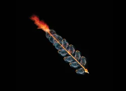 scd-currents-siphonophore-opener-teaser.jpg.webp