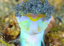 scd_enc.jpg.webp