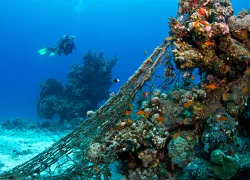 scd_divetip.jpg.webp