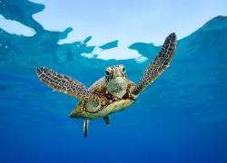 scd_travusa.jpg.webp