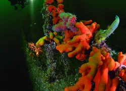 scd_aa_.jpg.webp