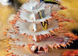 scd_curr_.jpg.webp