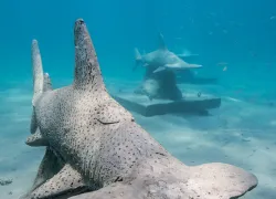scd_currsharkstatues.jpg.webp
