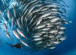 school-jacks-baja.jpg.webp