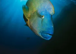 scu-humphead-wrasse-sea-watch.jpg.webp