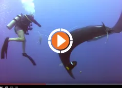 scu-mnta-rescue-video-underwater-thumb.jpg.webp
